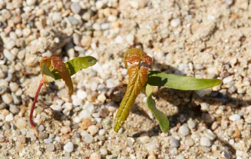 Pflanze wächst aus einem steinigen Boden
